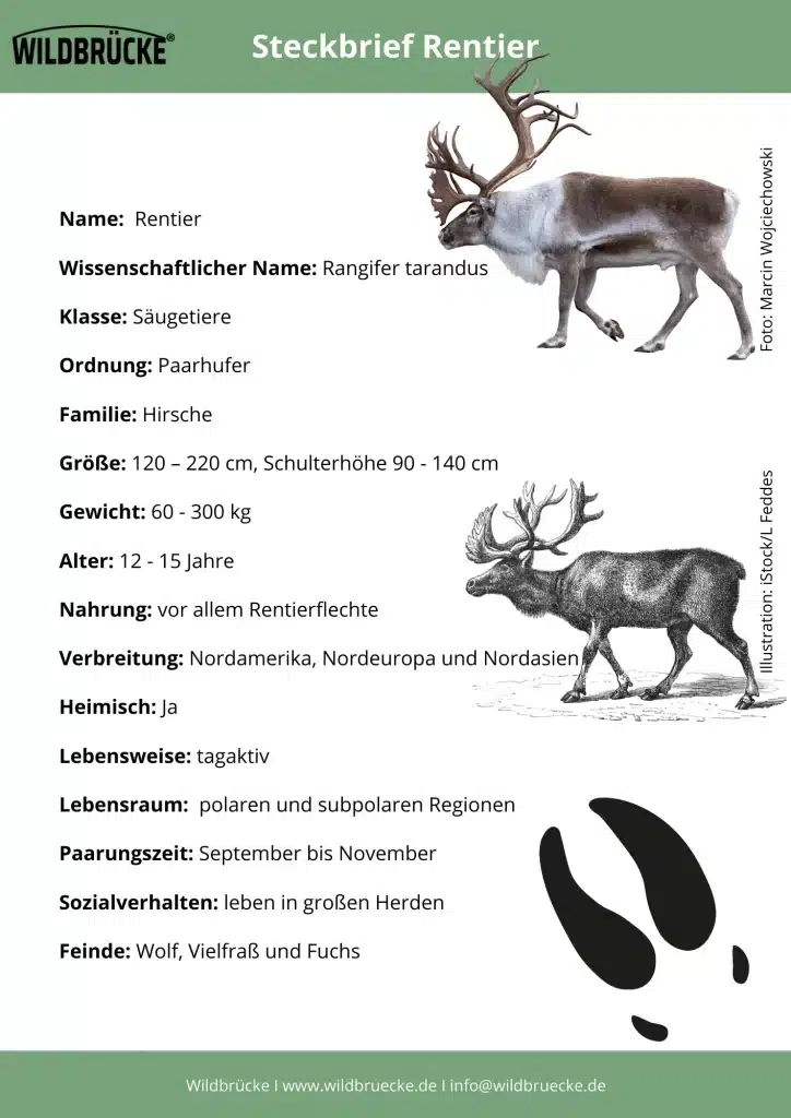 Rentier Steckbrief