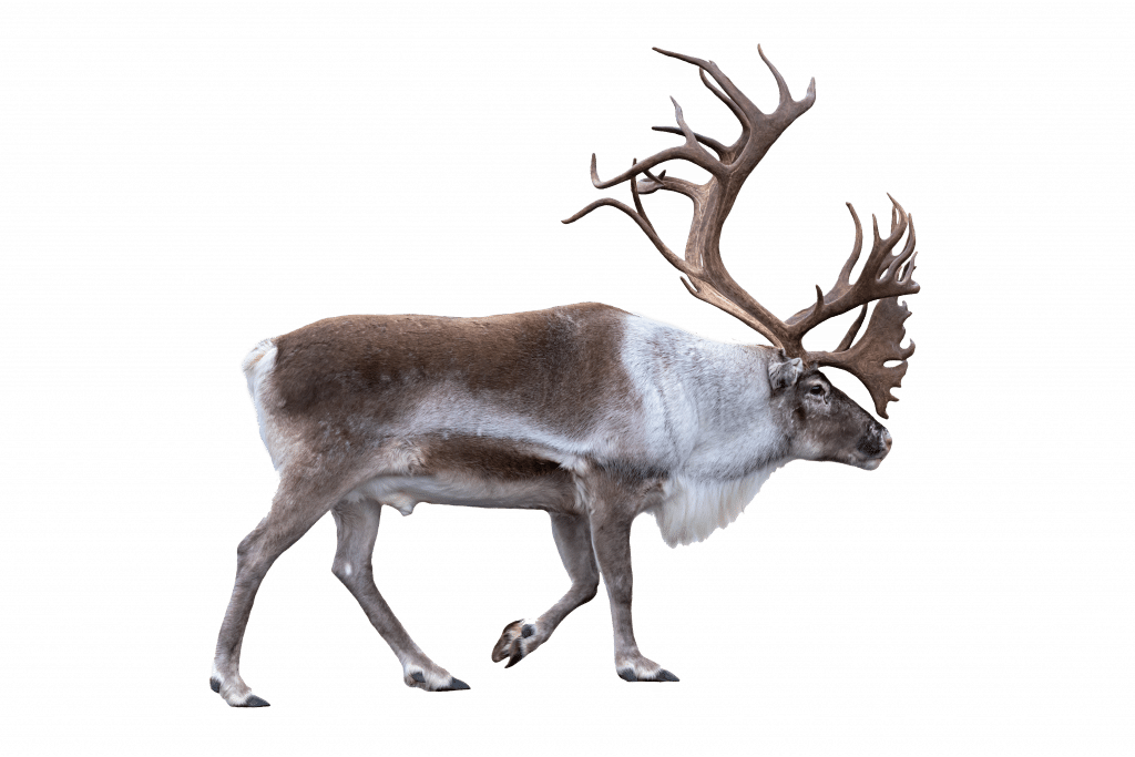 Rentier - Wildtiere in Europa