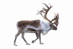 Rentier - Wildtiere in Europa