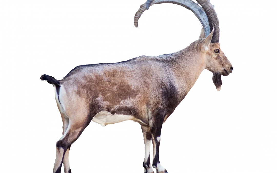 Steinbock