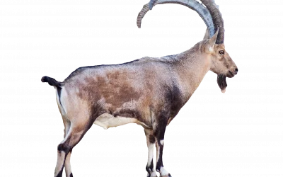 Steinbock