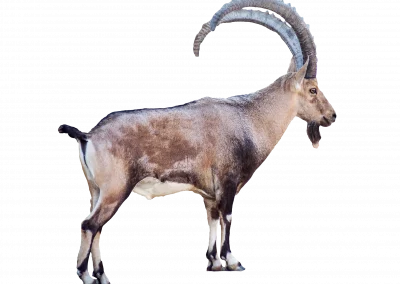 Steinbock