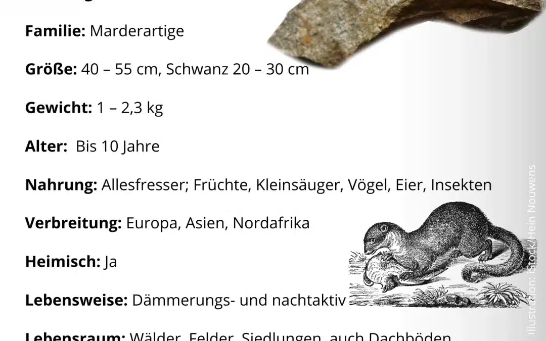 Steinmarder Steckbrief – Merkmale und Lebensweise