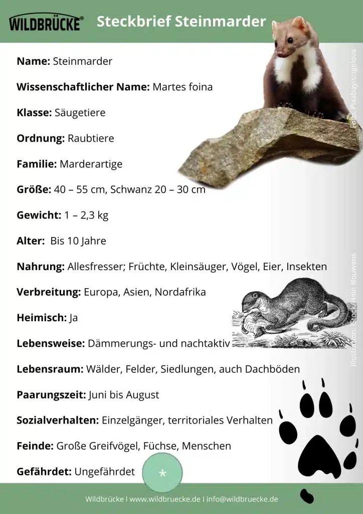 Steinmarder Steckbrief - Wildtiere in Deutschland