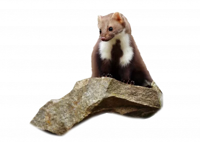 Steinmarder
