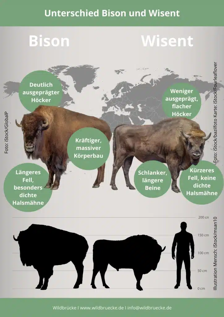 Unterschied Bison und Wisent