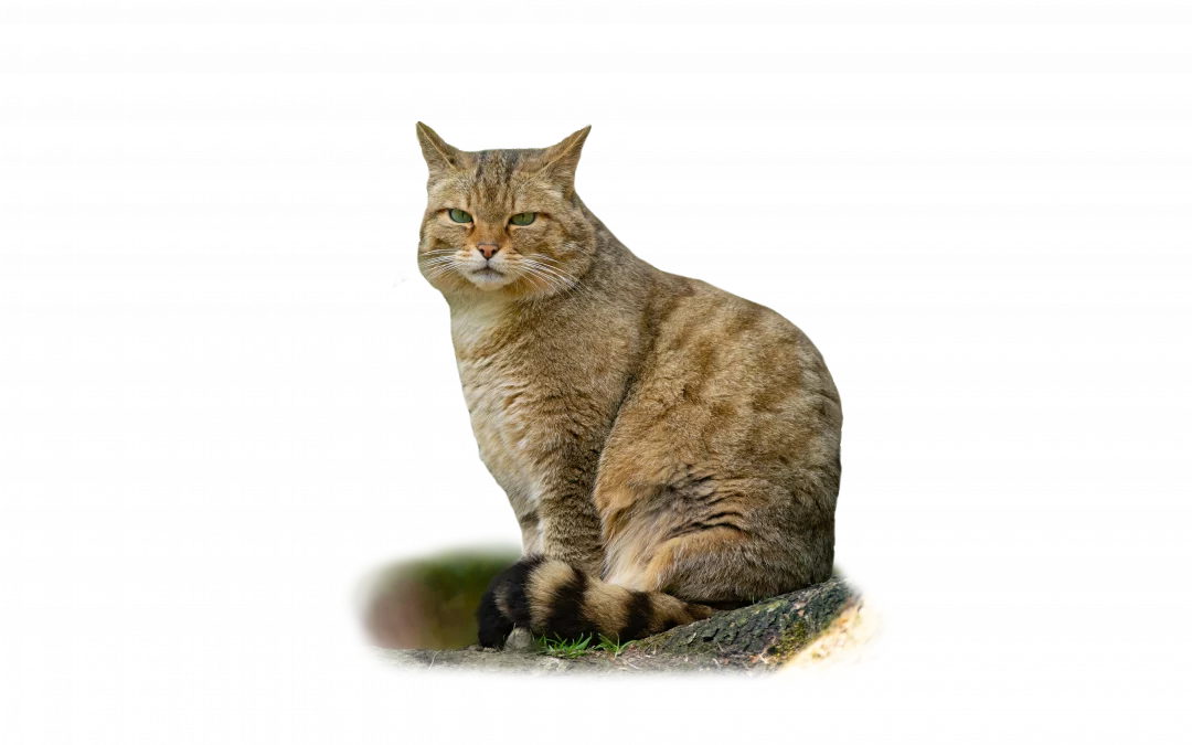 Wildkatze