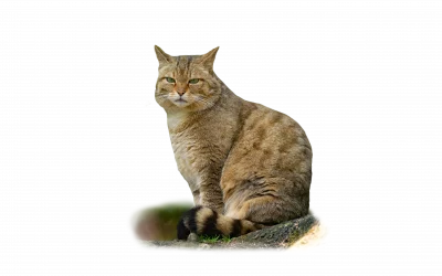 Wildkatze