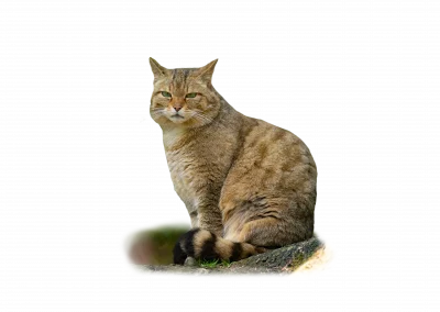 Wildkatze