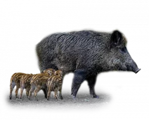 Wildschwein - Wildtiere in Deutschland