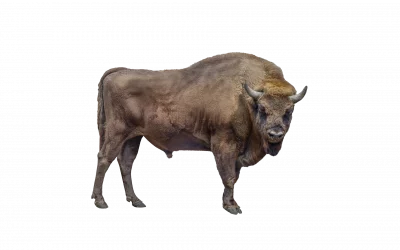 Wisent