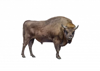 Wisent
