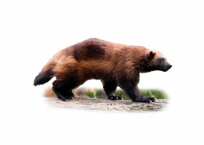 Vielfraß