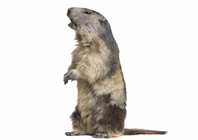 Murmeltier