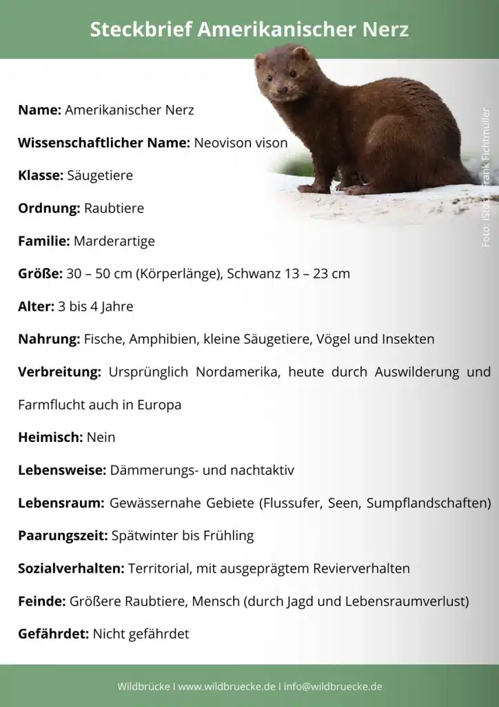 Amerikanischer Nerz Steckbrief