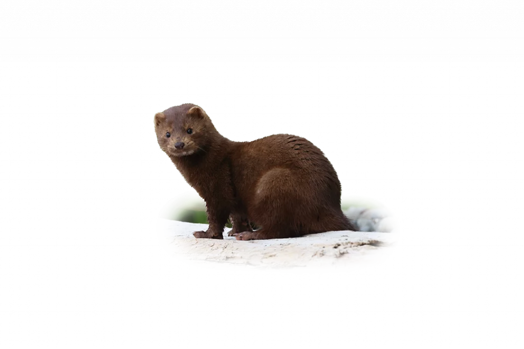 Amerikanischer Nerz - Wildtiere in Deutschland