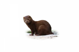 Amerikanischer Nerz - Wildtiere in Deutschland