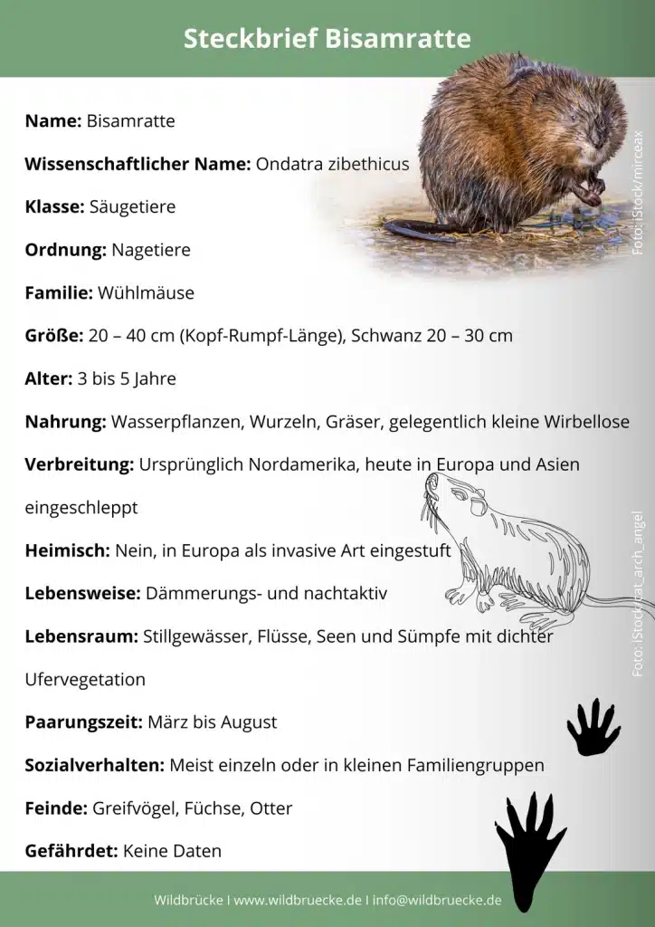 Bisamratte Steckbrief