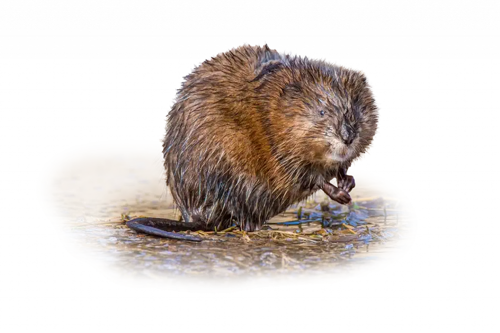 Bisamratte - Wildtiere in Deutschland