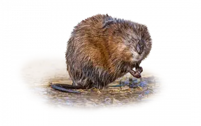 Bisamratte