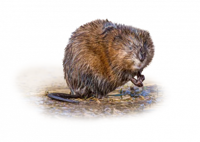 Bisamratte