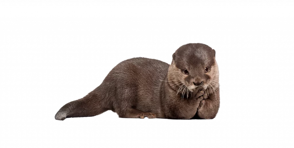 Der Fischotter - Wildtiere in Deutschland