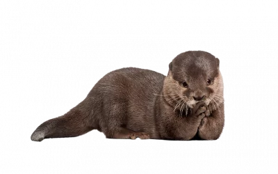 Fischotter