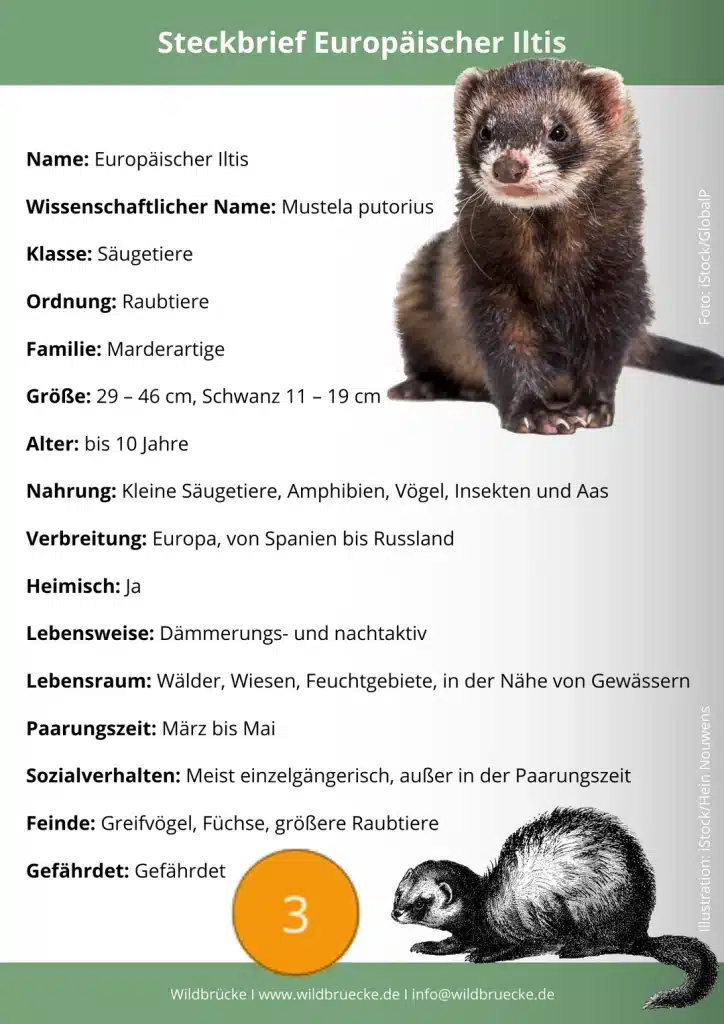 Europäischer Iltis Steckbrief