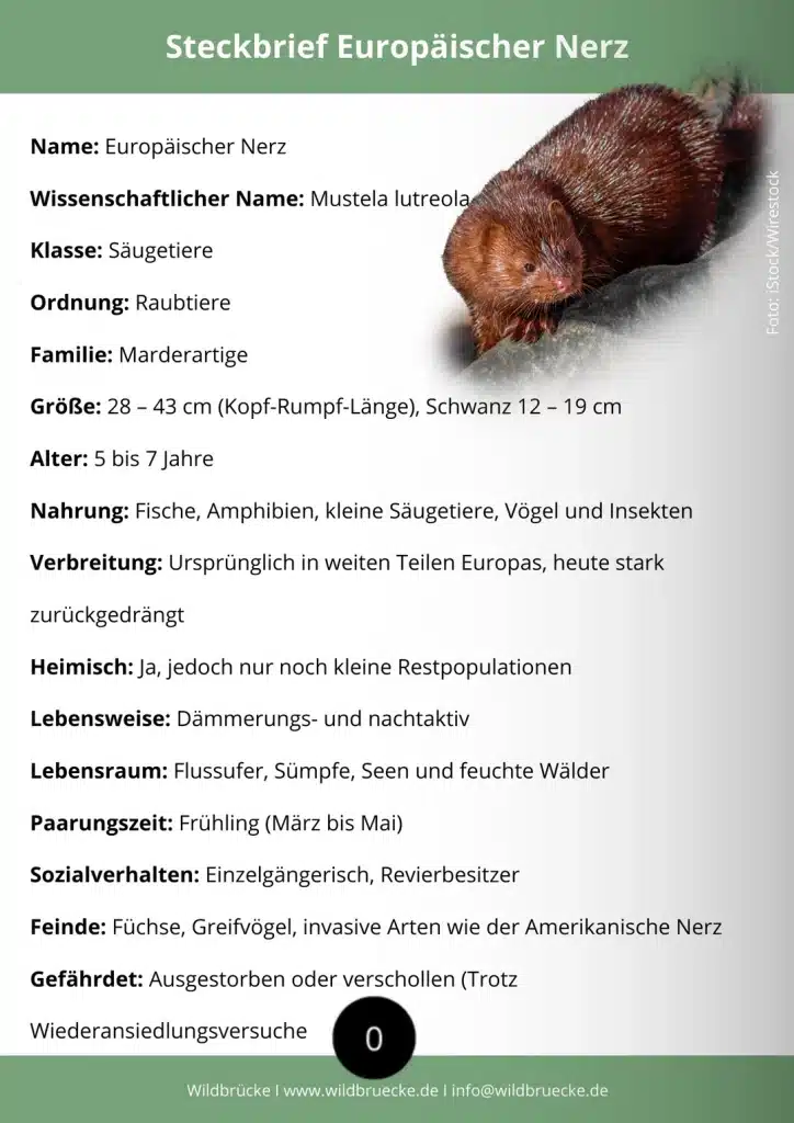 Europäischer Nerz Steckbrief