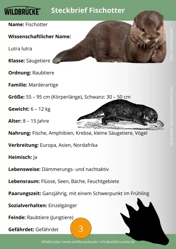 Fischotter Steckbrief