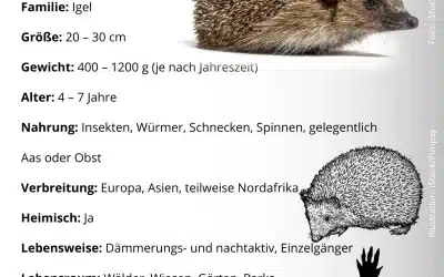Igel Steckbrief – Alles Wissenswerte über den stachligen Gartenbewohner