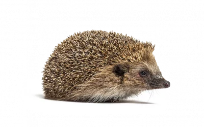 Igel