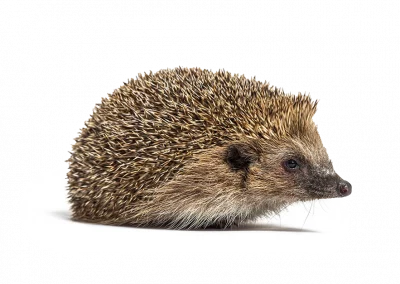 Igel
