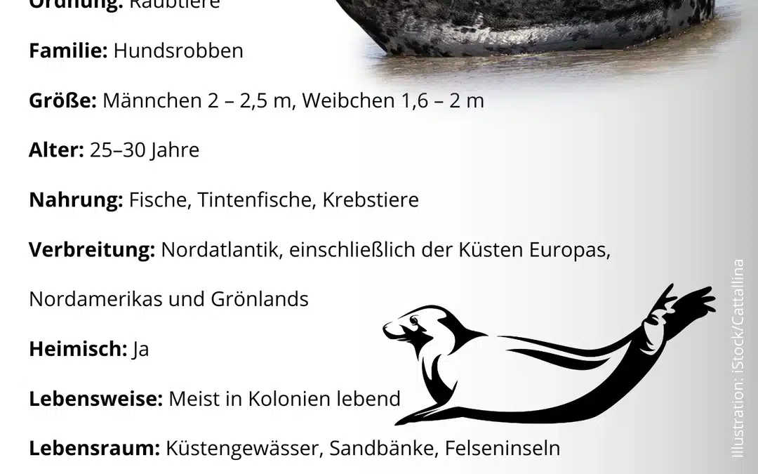 Kegelrobbe Steckbrief: Die größte Robbe Europas