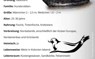 Kegelrobbe Steckbrief: Die größte Robbe Europas