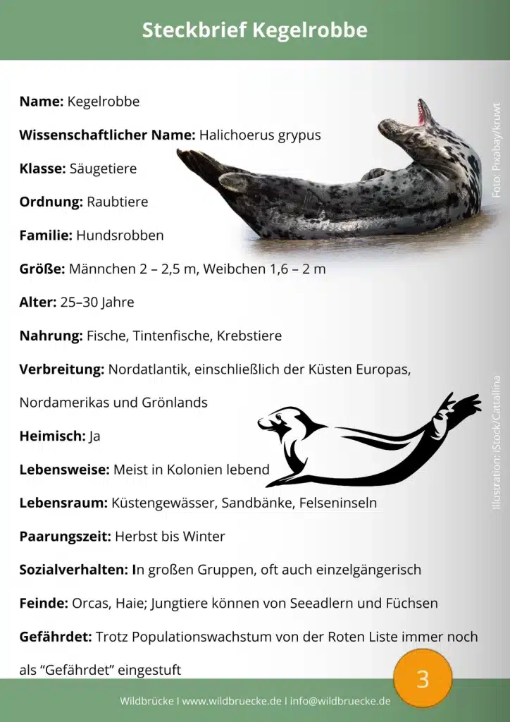Kegelrobbe Steckbrief