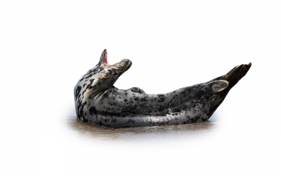 Kegelrobbe