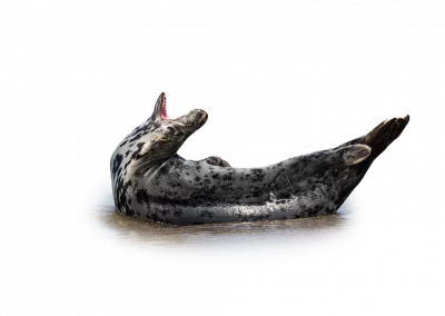 Kegelrobbe