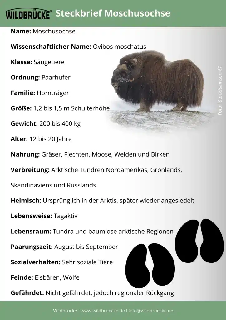 Moschusochse Steckbrief