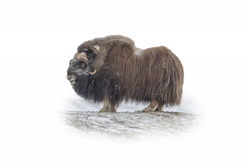 Moschusochse - Wildtiere in Europa