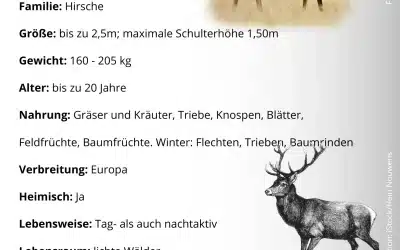 Steckbrief Rothirsch