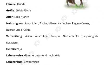 Steckbrief Rotfuchs