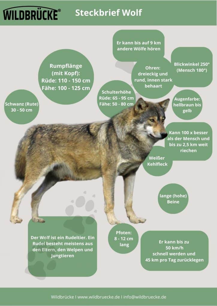 Wolf Steckbrief