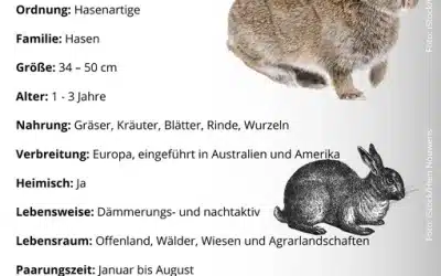 Wildkaninchen Steckbrief – Merkmale, Lebensweise und Verbreitung