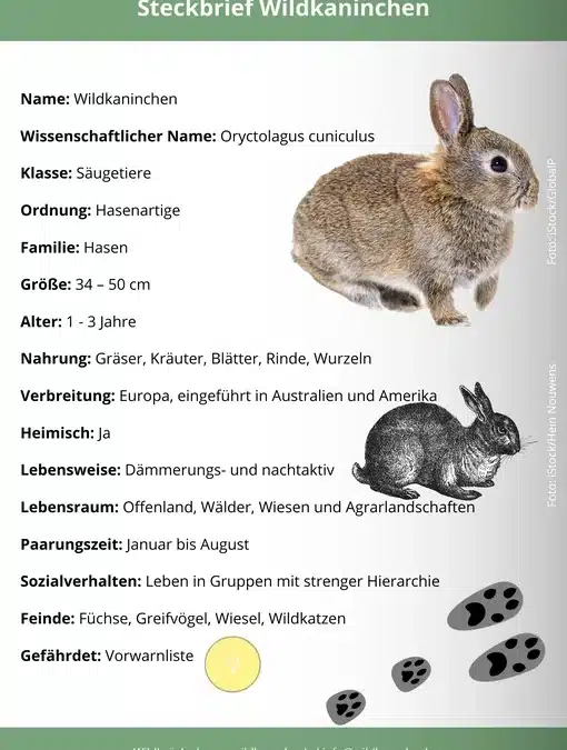 Wildkaninchen Steckbrief – Merkmale, Lebensweise und Verbreitung