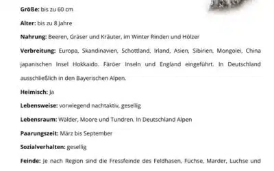 Steckbrief Schneehase – Lebensraum, Merkmale und Verhalten