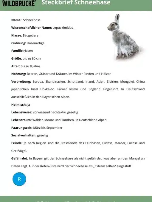 Steckbrief Schneehase – Lebensraum, Merkmale und Verhalten