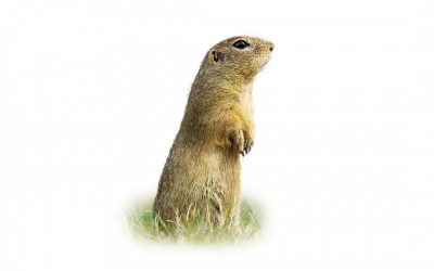 Ziesel