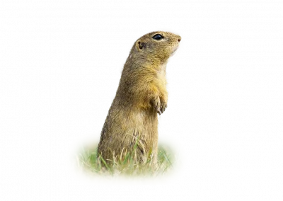 Ziesel
