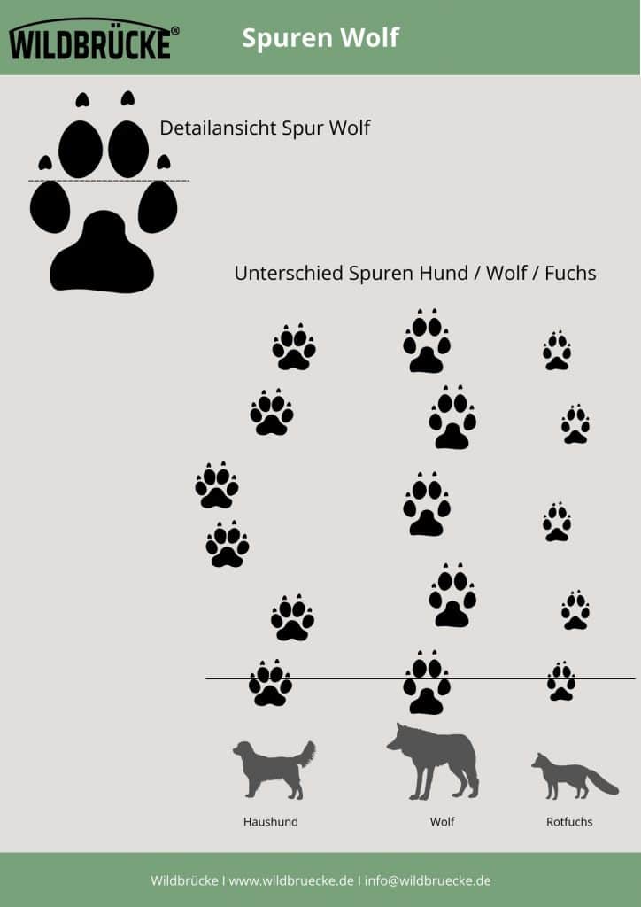 Wolf Spuren